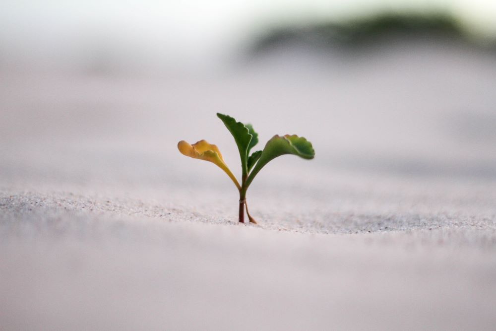 3BC SALES STRATEGY & BUSINESS GROWTH